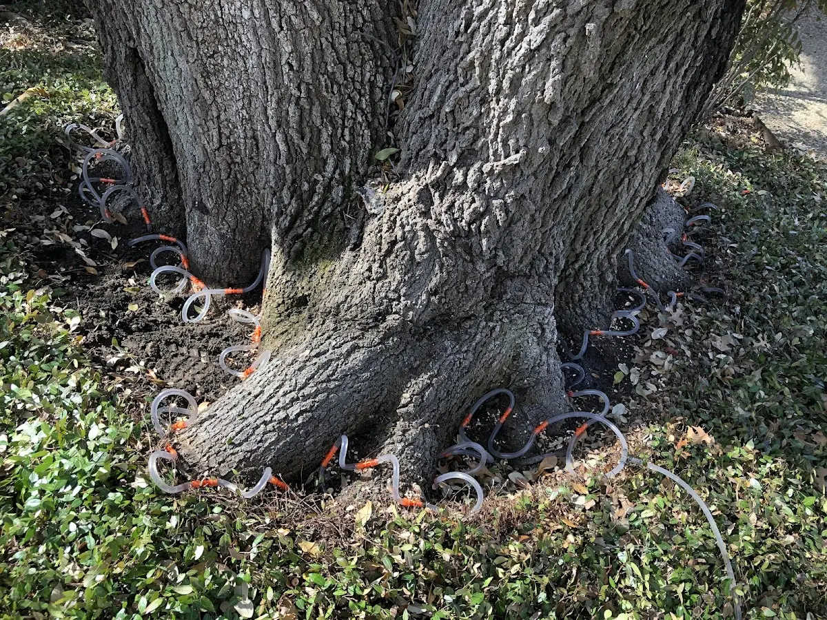 Detailed Tree Cabling and Bracing job site in North Brunswick