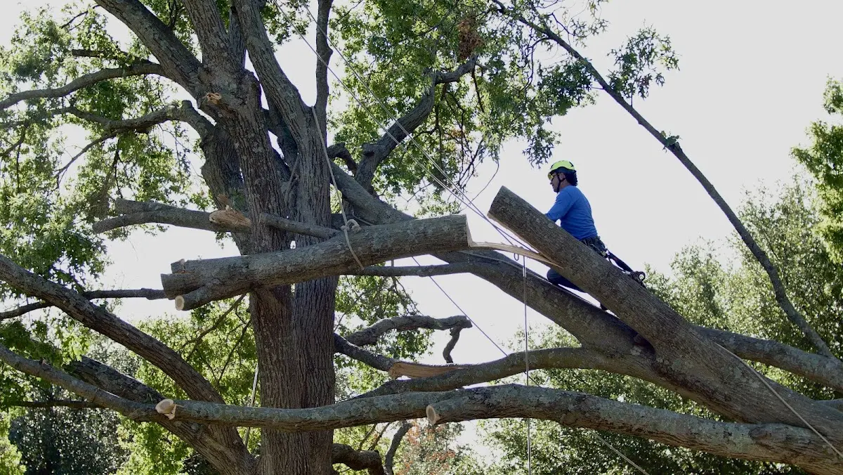 Professional Crown Thinning performed by certified arborists in North Brunswick
