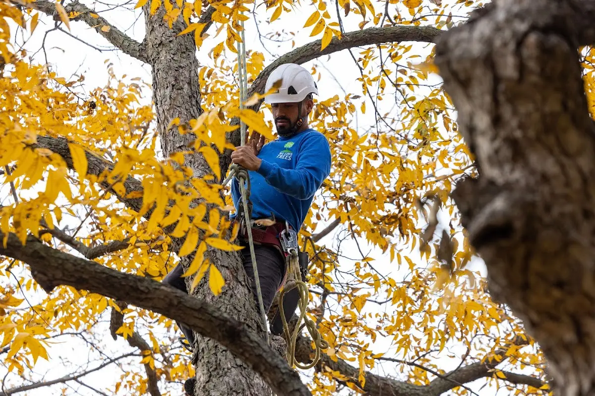 Skilled Tree Pruning crew working in North Brunswick